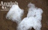 Kỳ lạ dòng sông Nhuệ biến thành 