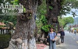 Ngắm những cây bàng 