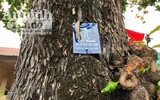Ngắm những cây bàng 