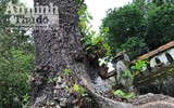 Ngắm những cây bàng 