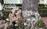 Ngắm những cây bàng 