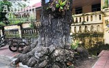 Ngắm những cây bàng 