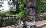 Ngắm những cây bàng 