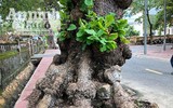 Ngắm những cây bàng 