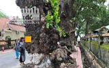 Ngắm những cây bàng 