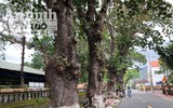 Ngắm những cây bàng 