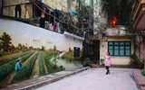 Khu tập thể cũ Hà Nội bất ngờ 'biến thành' làng trồng húng Láng nức tiếng một thời
