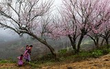 Đẹp lạ mùa xuân vùng cao