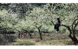 Đẹp lạ mùa xuân vùng cao
