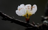 Đẹp lạ mùa xuân vùng cao