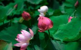 [ẢNH] Đầm sen Suối Yến, chùa Hương hút khách bất chấp những ngày nắng hạ