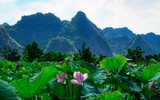 [ẢNH] Đầm sen Suối Yến, chùa Hương hút khách bất chấp những ngày nắng hạ