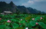 [ẢNH] Đầm sen Suối Yến, chùa Hương hút khách bất chấp những ngày nắng hạ
