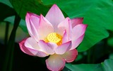 [ẢNH] Đầm sen Suối Yến, chùa Hương hút khách bất chấp những ngày nắng hạ