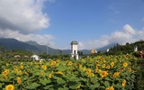 Phát hiện ngọn đồi hoa hướng dương tuyệt đẹp ngay chân núi Fansipan