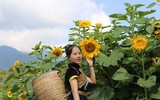 Phát hiện ngọn đồi hoa hướng dương tuyệt đẹp ngay chân núi Fansipan
