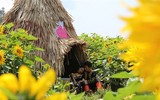 Phát hiện ngọn đồi hoa hướng dương tuyệt đẹp ngay chân núi Fansipan