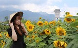 Phát hiện ngọn đồi hoa hướng dương tuyệt đẹp ngay chân núi Fansipan