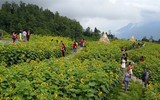 Phát hiện ngọn đồi hoa hướng dương tuyệt đẹp ngay chân núi Fansipan