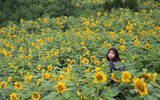 Phát hiện ngọn đồi hoa hướng dương tuyệt đẹp ngay chân núi Fansipan