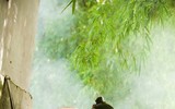 [ẢNH] Tìm lại vẻ đẹp xưa cũ bên những bức hình thiếu nữ và sen