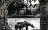 [ẢNH] Làng quê Việt Nam qua các bức ảnh đi cùng năm tháng