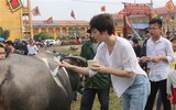 [Ảnh] Ngắm những chú trâu ngộ nghĩnh được 