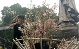 [Ảnh] Chưa khai mạc, Lễ hội hoa anh đào Nhật Bản-Hà Nội đã hút khách