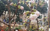 [Ảnh] Chưa khai mạc, Lễ hội hoa anh đào Nhật Bản-Hà Nội đã hút khách