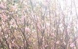 [Ảnh] Chưa khai mạc, Lễ hội hoa anh đào Nhật Bản-Hà Nội đã hút khách
