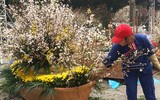 [Ảnh] Chưa khai mạc, Lễ hội hoa anh đào Nhật Bản-Hà Nội đã hút khách