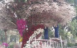 [Ảnh] Chưa khai mạc, Lễ hội hoa anh đào Nhật Bản-Hà Nội đã hút khách