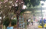 [Ảnh] Chưa khai mạc, Lễ hội hoa anh đào Nhật Bản-Hà Nội đã hút khách