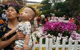 [Ảnh] Người dân Hà Nội chen chân chụp ảnh bên hoa anh đào Nhật Bản