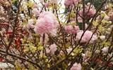 [Ảnh] Người dân Hà Nội chen chân chụp ảnh bên hoa anh đào Nhật Bản