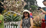 [Ảnh] Người dân Hà Nội chen chân chụp ảnh bên hoa anh đào Nhật Bản