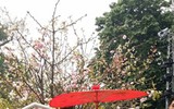 [Ảnh] Người dân Hà Nội chen chân chụp ảnh bên hoa anh đào Nhật Bản