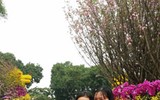 [Ảnh] Người dân Hà Nội chen chân chụp ảnh bên hoa anh đào Nhật Bản