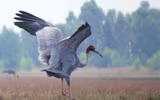 [Ảnh] Ngắm đàn sếu đầu đỏ di trú về phương Nam
