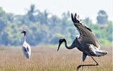 [Ảnh] Ngắm đàn sếu đầu đỏ di trú về phương Nam