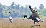 [Ảnh] Ngắm đàn sếu đầu đỏ di trú về phương Nam
