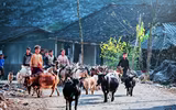 [ẢNH] Cái rét mướt của mùa đông vùng cao qua ánh nhìn trẻ thơ