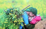 [ẢNH] Cái rét mướt của mùa đông vùng cao qua ánh nhìn trẻ thơ