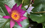 [Ảnh] Ngẩn ngơ mùa hoa súng nhuộm hồng suối Yến chùa Hương