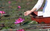 [Ảnh] Ngẩn ngơ mùa hoa súng nhuộm hồng suối Yến chùa Hương