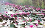 [Ảnh] Ngẩn ngơ mùa hoa súng nhuộm hồng suối Yến chùa Hương