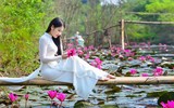 [Ảnh] Ngẩn ngơ mùa hoa súng nhuộm hồng suối Yến chùa Hương