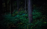 [ẢNH] Các bức ảnh ấn tượng của giải thưởng nhiếp ảnh Sony Photography Awards 2020