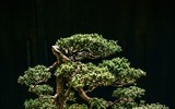 [Ảnh] Đưa thiên nhiên thu nhỏ vào các tác phẩm nghệ thuật Bonsai Phố cổ