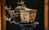 [Ảnh] Đưa thiên nhiên thu nhỏ vào các tác phẩm nghệ thuật Bonsai Phố cổ